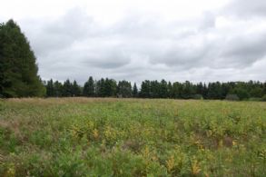 Front Field - Country homes for sale and luxury real estate including horse farms and property in the Caledon and King City areas near Toronto