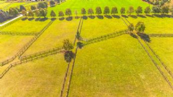 Paddocks along Tree-lined Drive - Country homes for sale and luxury real estate including horse farms and property in the Caledon and King City areas near Toronto