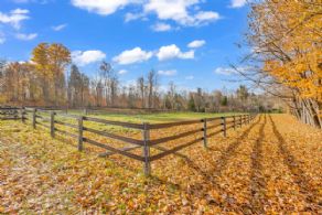 Tree-lined Driveway - Country homes for sale and luxury real estate including horse farms and property in the Caledon and King City areas near Toronto